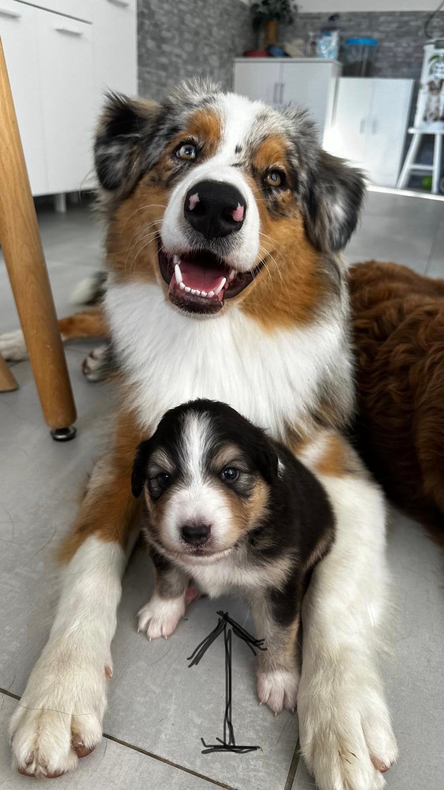 Australische Herder, Dieren en Toebehoren, België, Particulier, 8 tot 15 weken, Teef