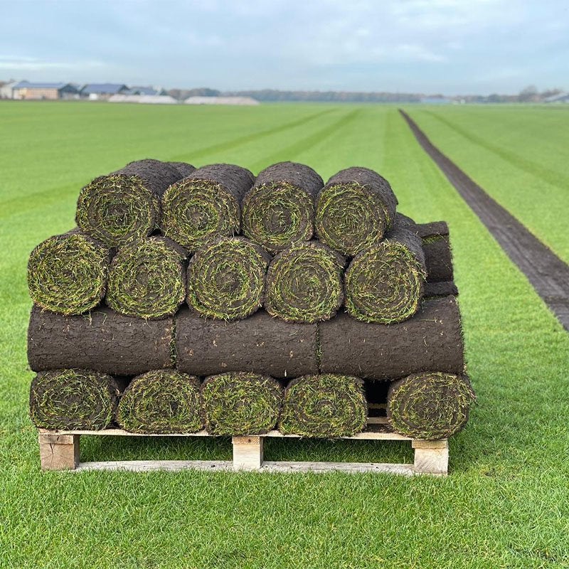Graszoden / grasmatten te koop, Ophalen of Verzenden, Nieuw, 20 m² of meer, Gras