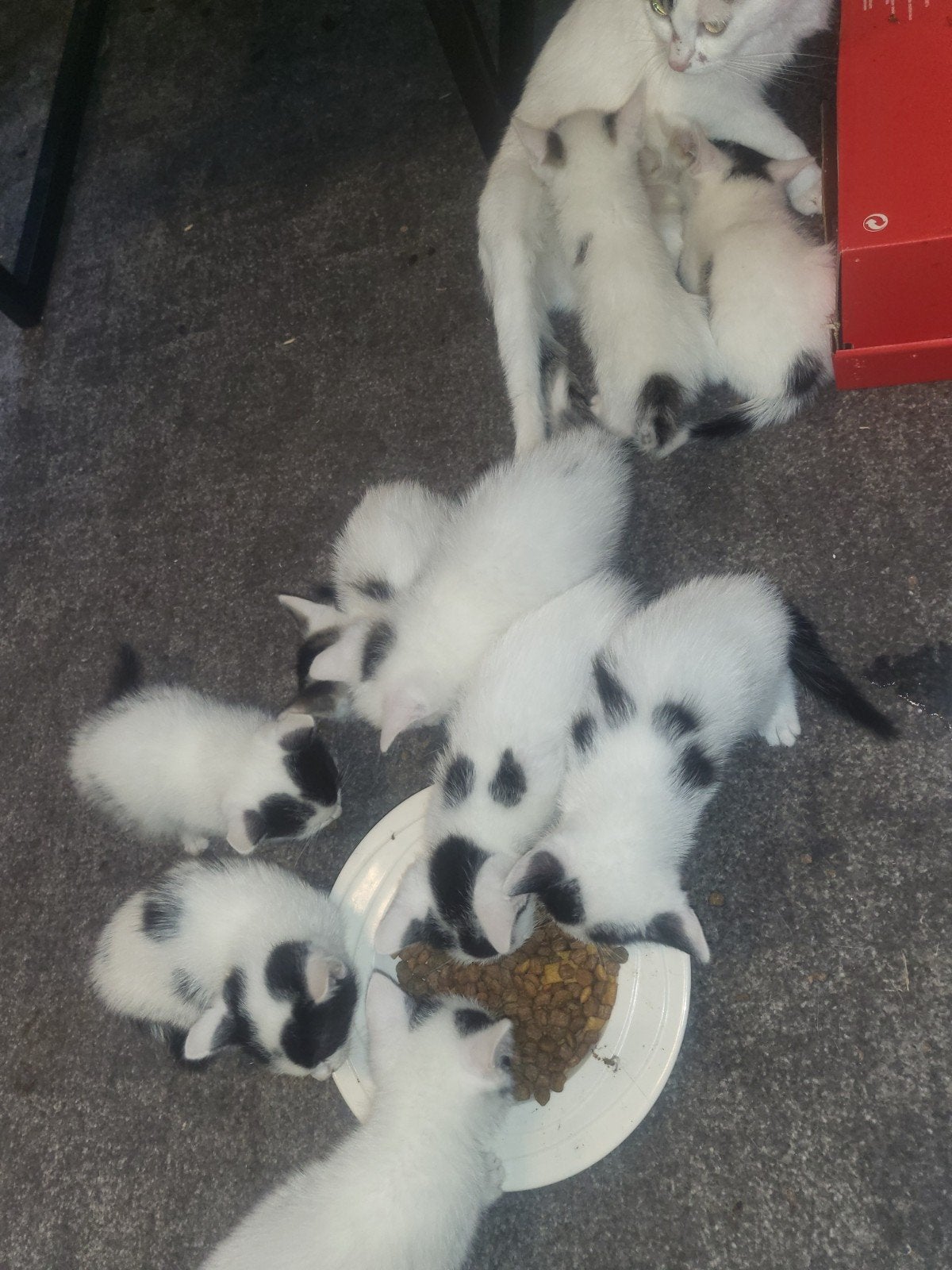 kittens
