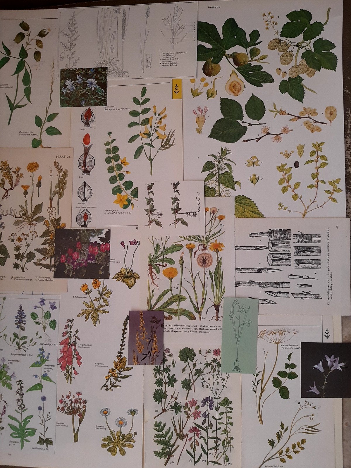 Vintage Botanische Illustraties - Diverse Planten, Ophalen of Verzenden, Nieuw