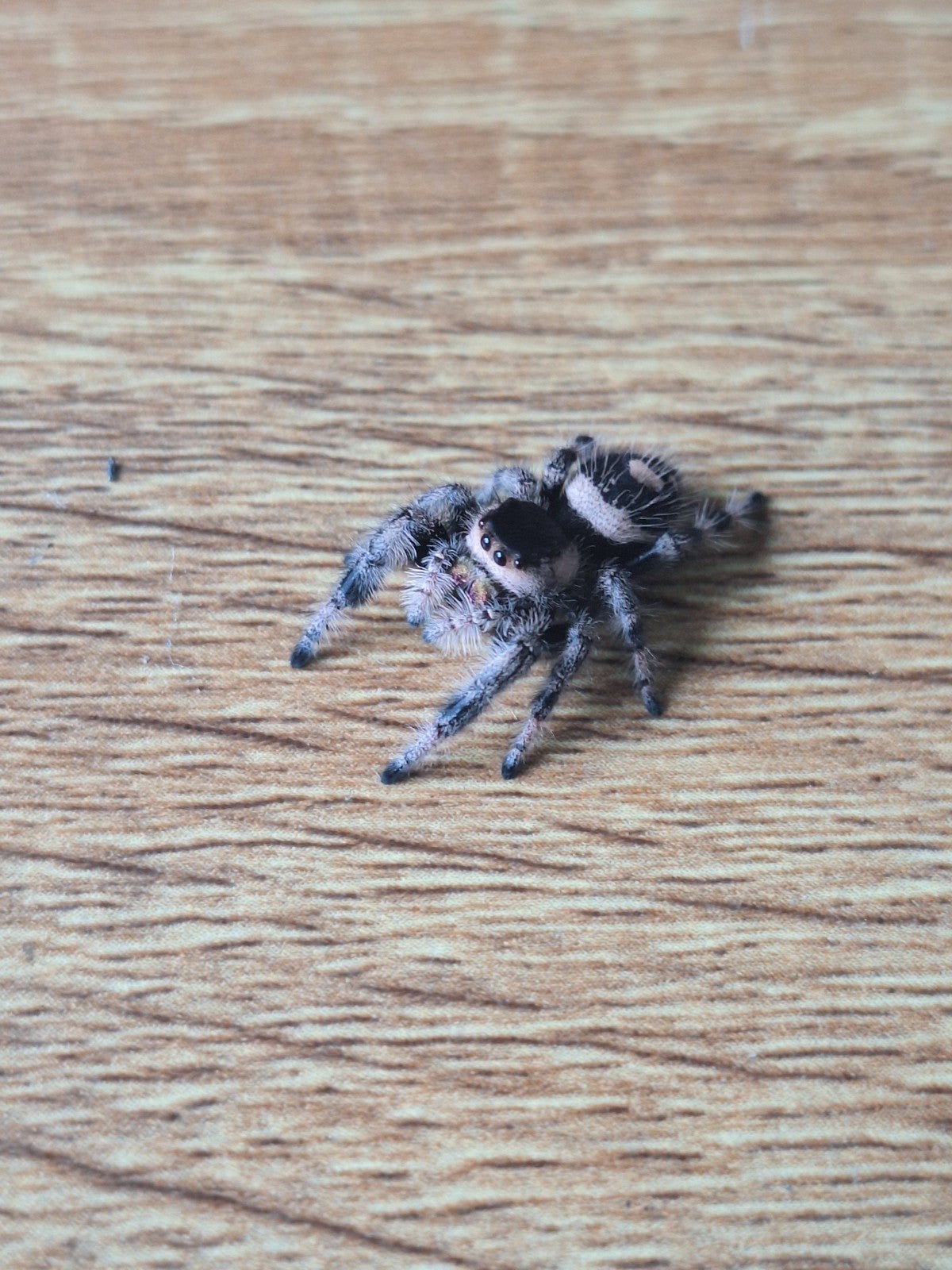 Phidippus regius White Bahamas, springspin