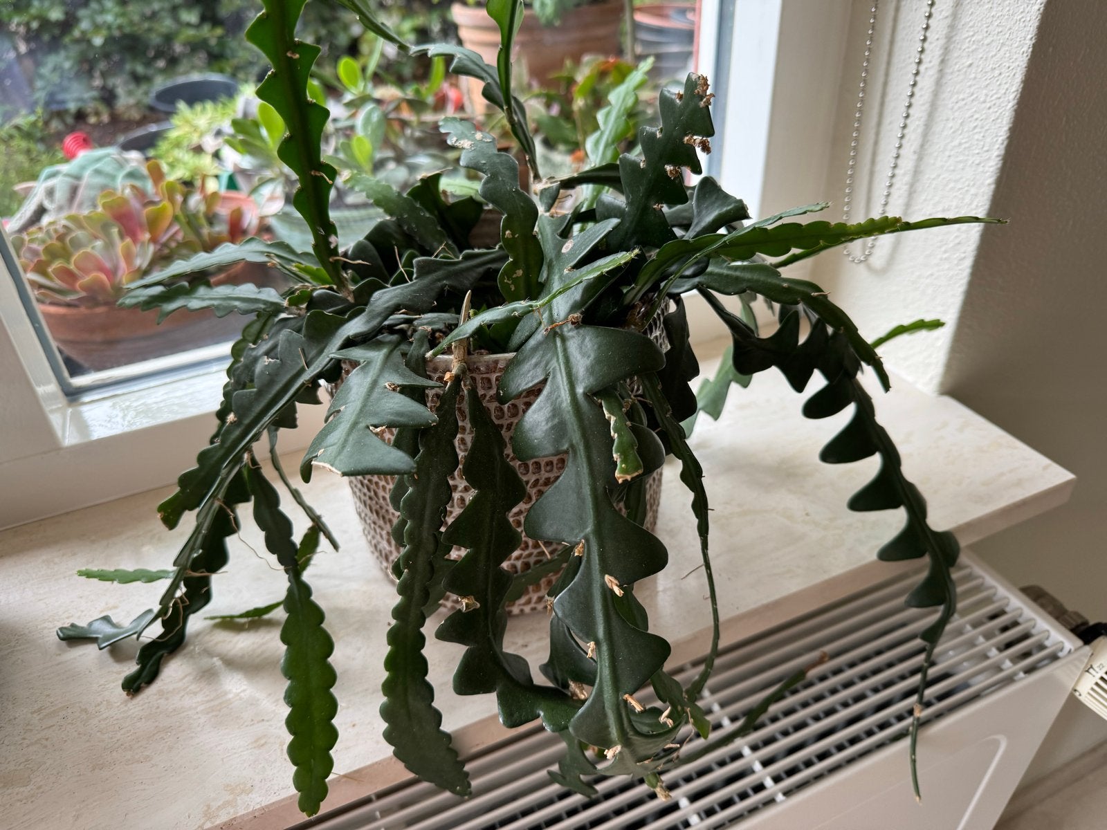 Zaagcactus (Epiphyllum anguliger) exclusief pot, Ophalen, Halfschaduw, Cactus, Minder dan 100 cm