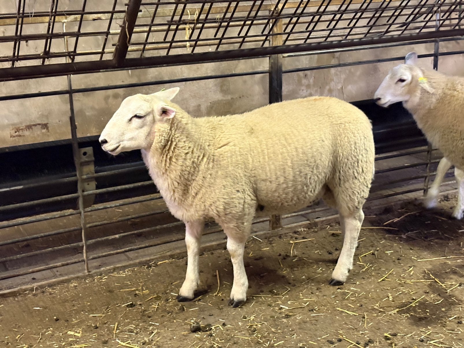 Stamboek gekeurde swifter dekrammen, Dieren en Toebehoren, Mannelijk, Schaap