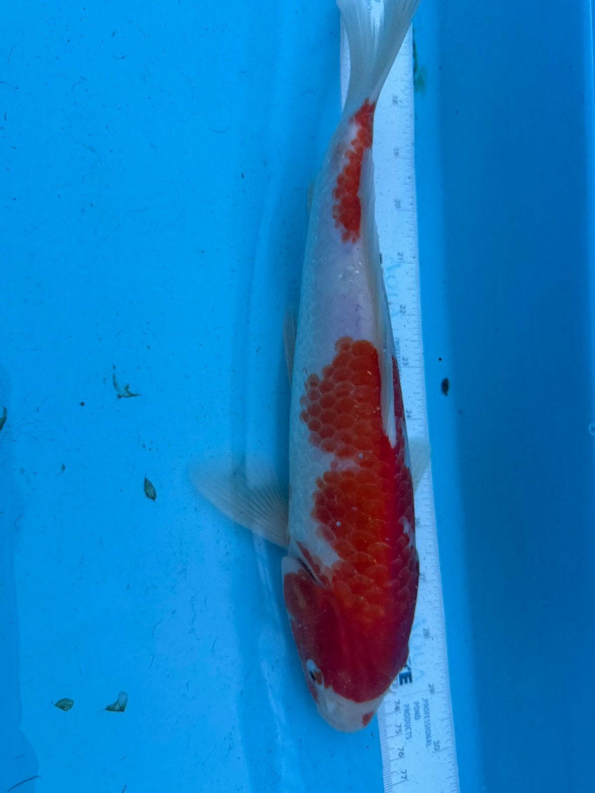 Kohaku koi, Dieren en Toebehoren, Karper of Koi