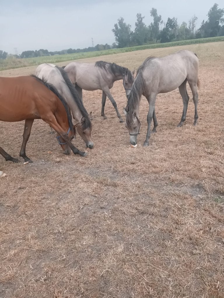 paarden, Minder dan 160 cm, Met stamboom, 0 tot 2 jaar, Hengst