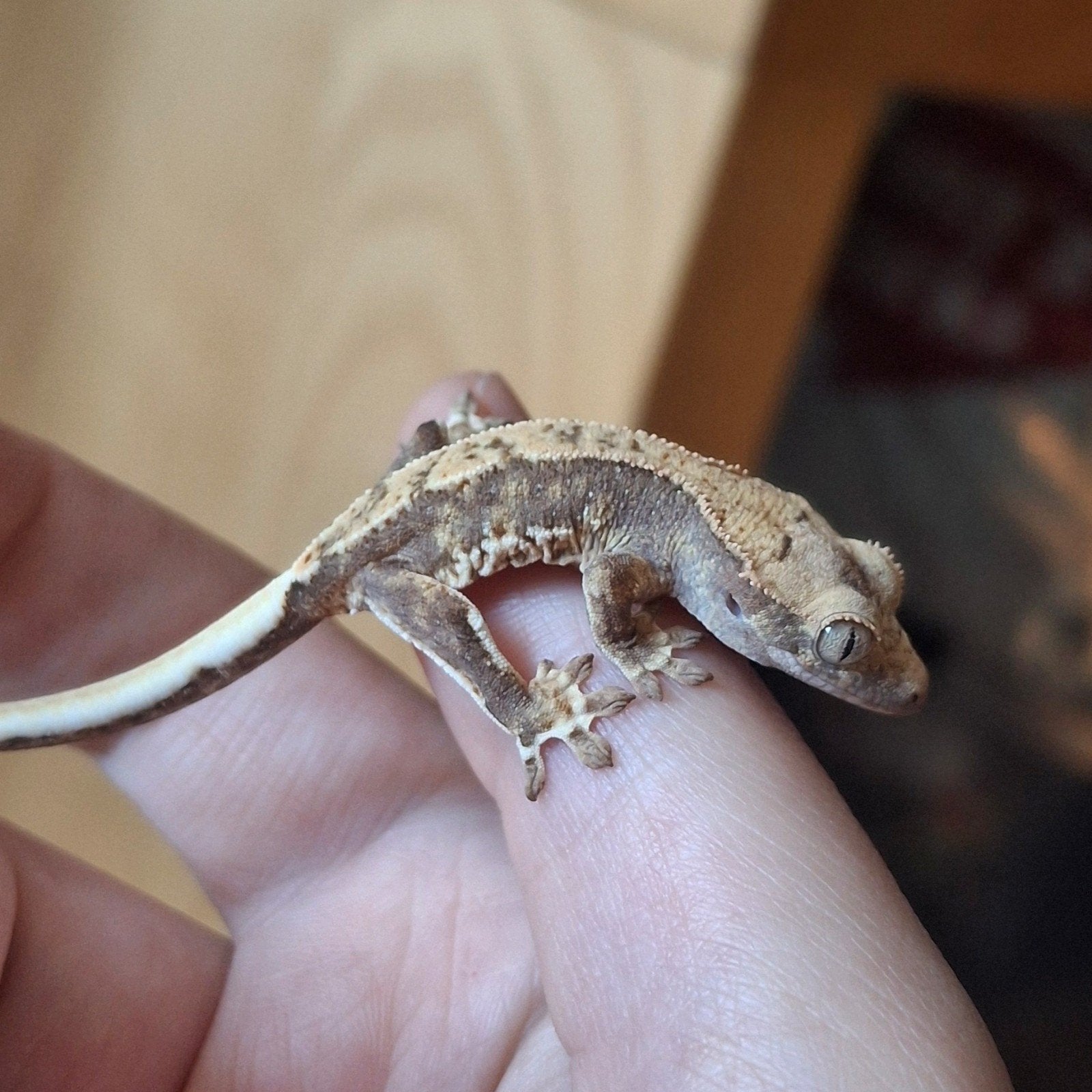 Leuke tricolor lilly white wimpergekko/crested gecko 0.0.1 Crested Gecko photo 6