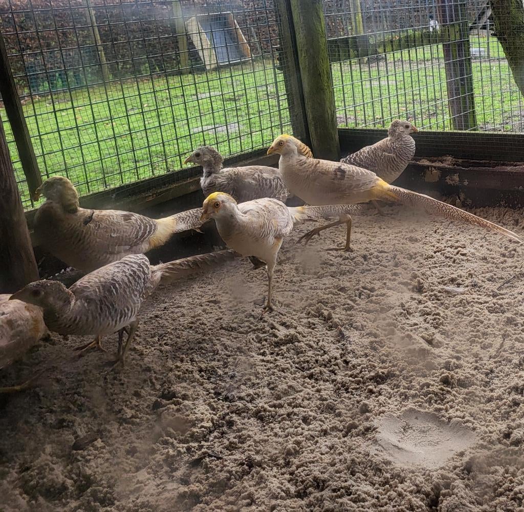 Gele goudfazanthaan, Meerdere dieren, Overige soorten