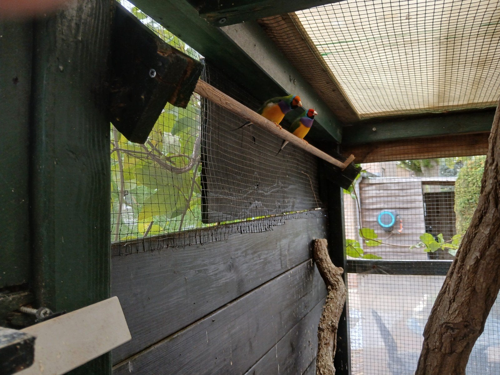 GOULDAMEDINES 8 POP 6 MAN ALLES IN EEN KEER FORSE VOGELS, Dieren en Toebehoren, Mannelijk