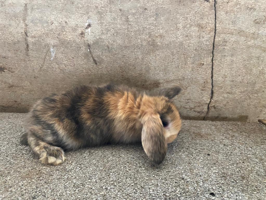 Dwergkonijntjes, Dieren en Toebehoren, Konijnen, Meerdere dieren, Dwerg, Hangoor, 0 tot 2 jaar