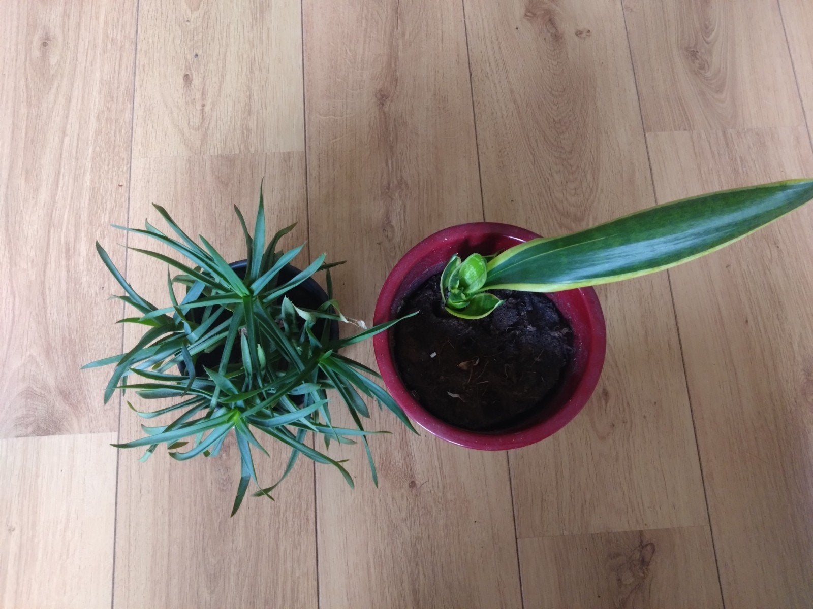 Twee kamerplanten: Sansevieria en Aloiampelos ciliaris, Huis en Inrichting, Kamerplanten, Ophalen, Halfschaduw, Minder dan 100 cm