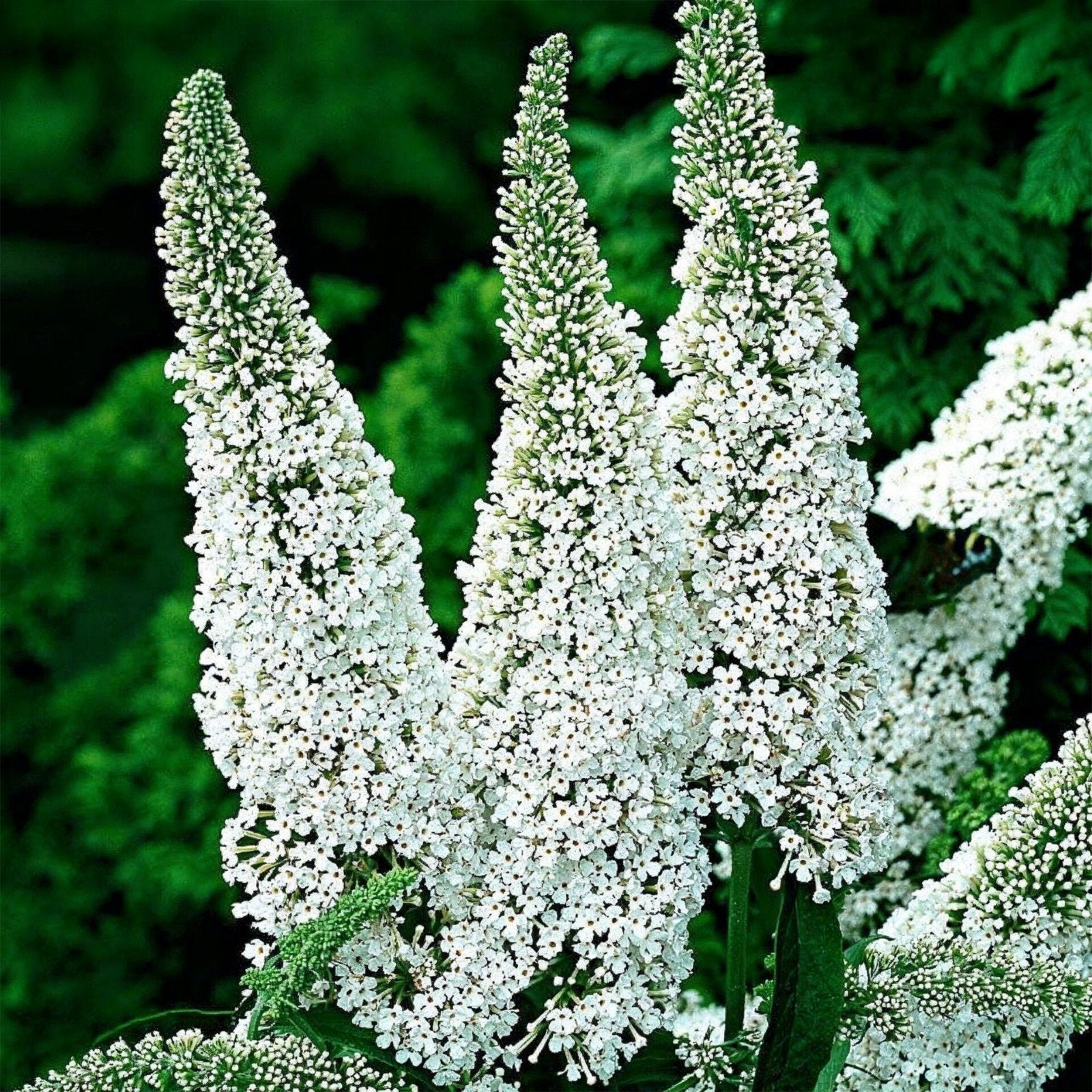 Buddleja davidii  White profusion in 7 liter pot mooi vol., Tuin en Terras, Overige soorten, Volle zon, Vaste plant, Ophalen of Verzenden