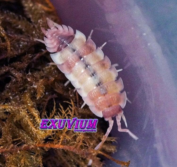 Porcellio scaber Pink Phantom isopods NIEUW MORPH, Dieren en Toebehoren, Overige soorten