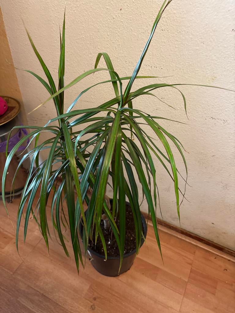 Dracaena Marginata - Drakenbloedboom, 100 tot 150 cm, Overige soorten, In pot, Groene kamerplant