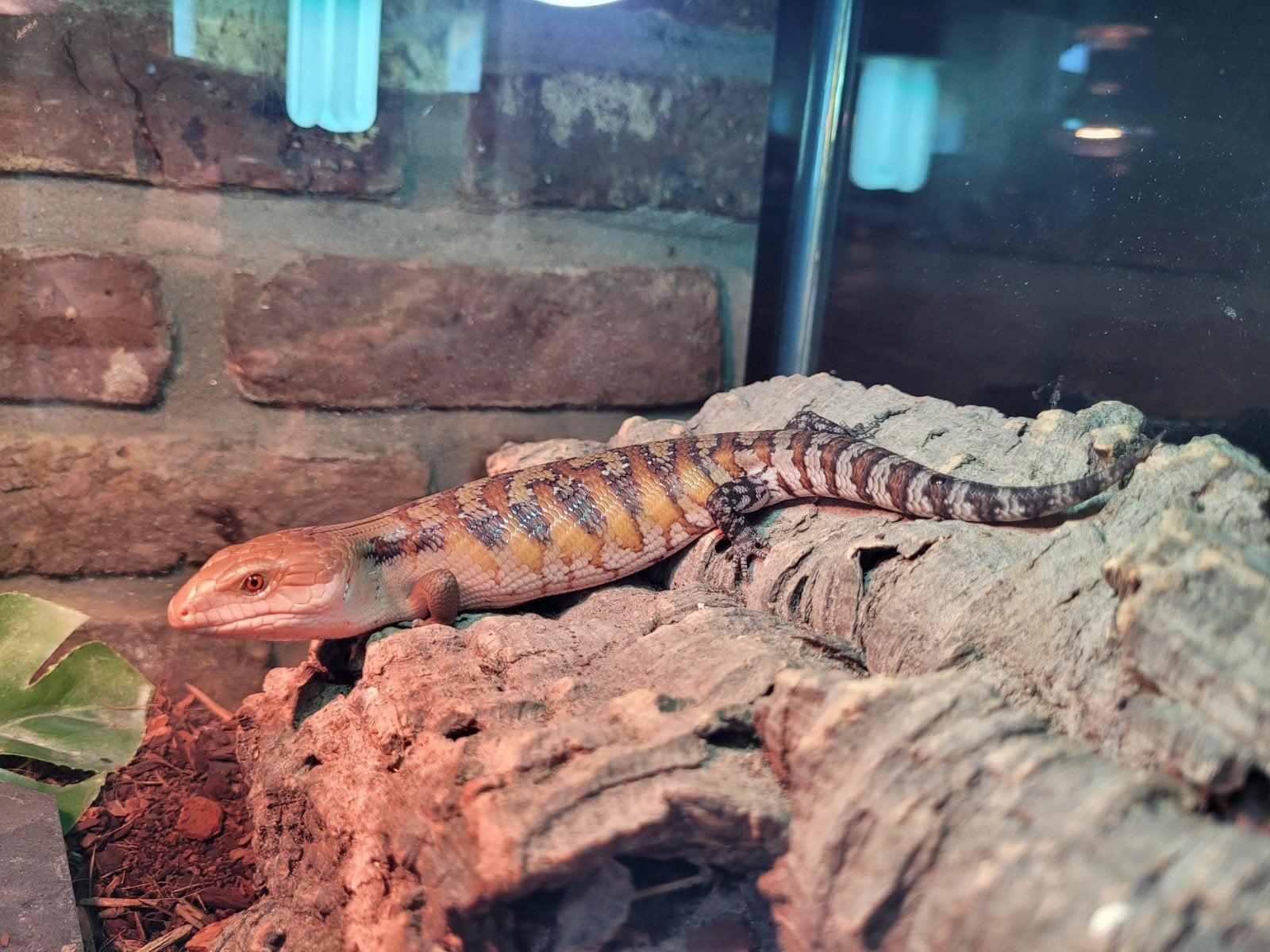 Tiliqua Scincoides Intermedia - Australische Blauwtongskink, Dieren en Toebehoren, Hagedis, 0 tot 2 jaar