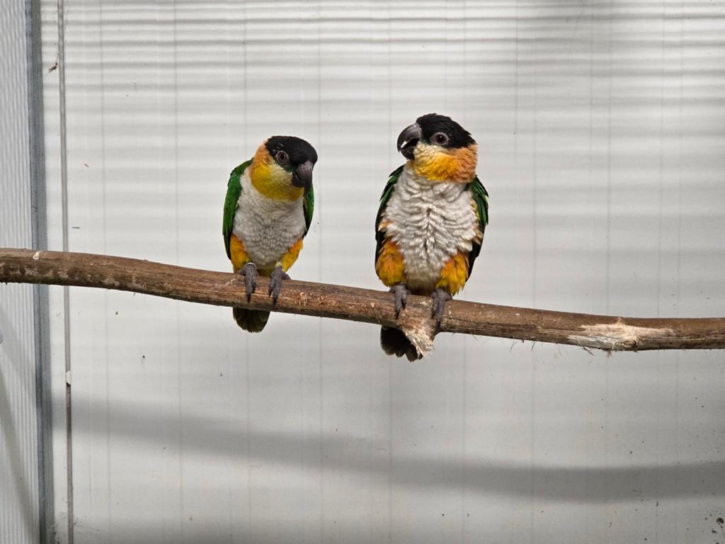 Koppel zwartkop caique