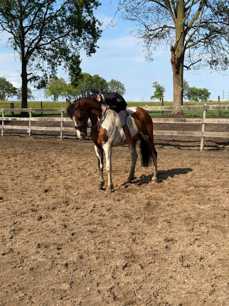 Brave D & E pony’s, Minder dan 160 cm, 7 tot 10 jaar, Recreatiepaard, Merrie