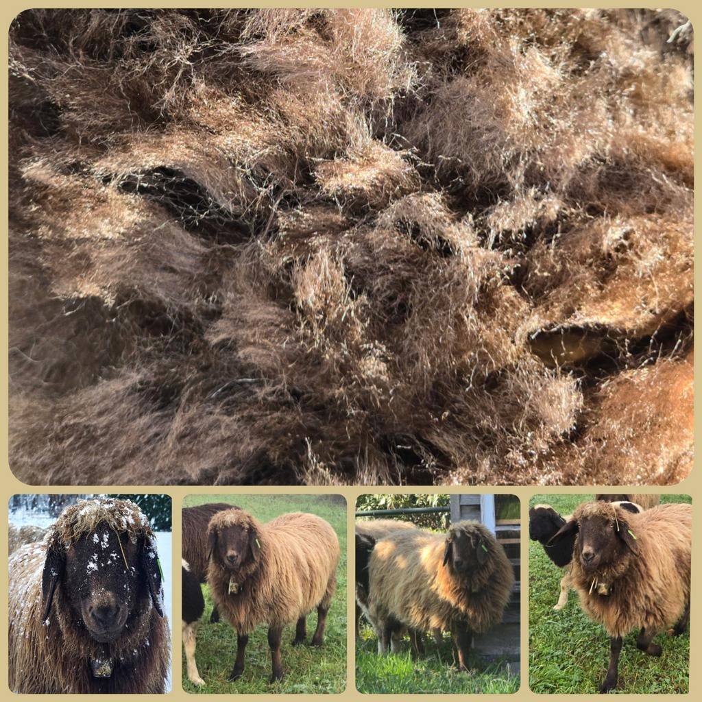 Te koop Bergschaap vacht, wol bruin, Ophalen of Verzenden