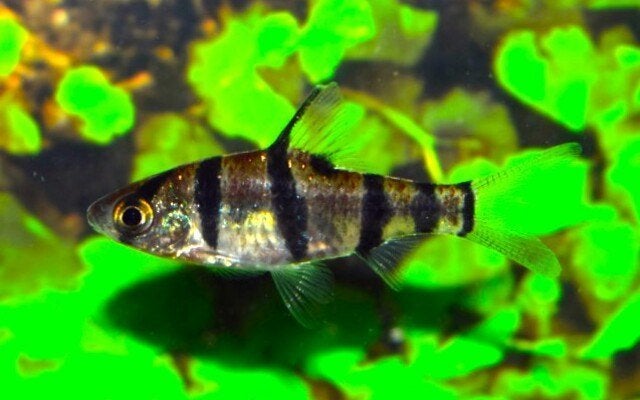 Hobbyaquarium zestreep barbelen €1,25, Vis, Zoetwatervis, Schoolvis