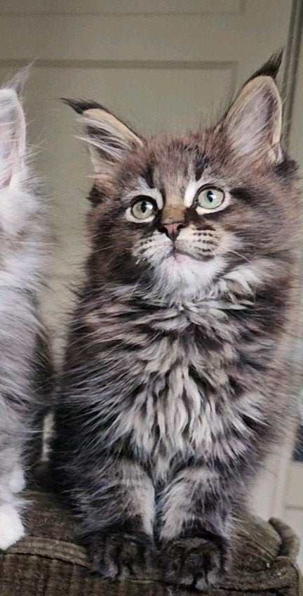 schitterende Maine Coon kitten kater, Kater, Met stamboom, 0 tot 2 jaar