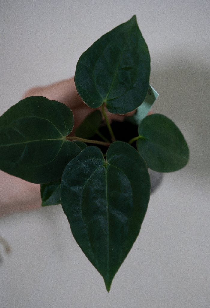 Anthurium Michelle x Papillilaminum zaailing #6, Overige soorten, Minder dan 100 cm, Groene kamerplant, Halfschaduw