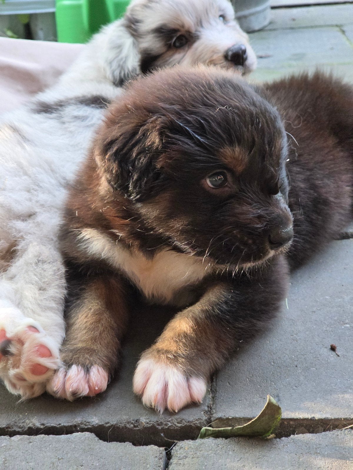 Lieve goed gesocialiseerde pups australian Shep.x  Labrador, Parvo, Reu, 8 tot 15 weken, Meerdere