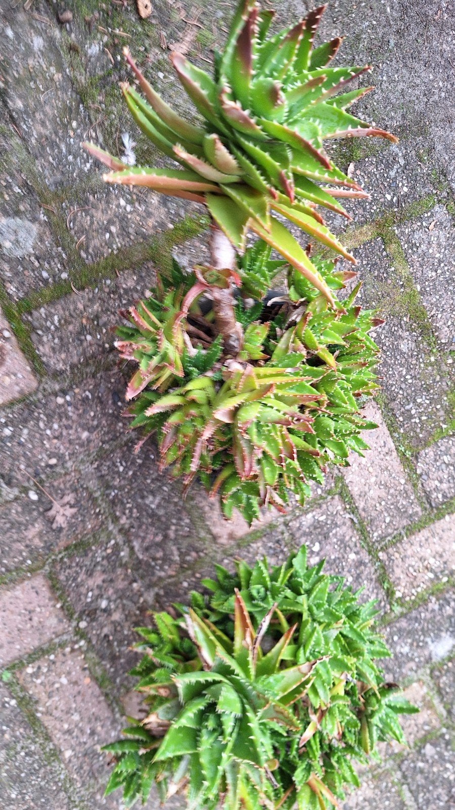 Moeder vetplant met veel stekken - Gezonde uitbreiding, Volle zon, Vaste plant, Bloeit niet, Ophalen