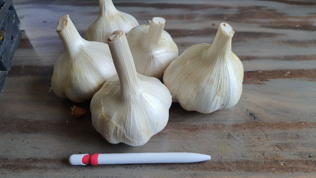 🧄Ecologische Olifantenknoflook tenen | Pootgoed Moestuin🌱, Tuin en Terras, Verzenden, Najaar, Volle zon, Knol