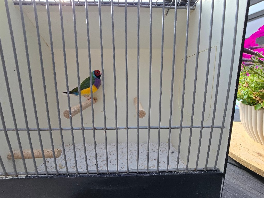 Gouldamadine, goulds amadine, prachtvinken, Dieren en Toebehoren, Mannelijk, Tropenvogel