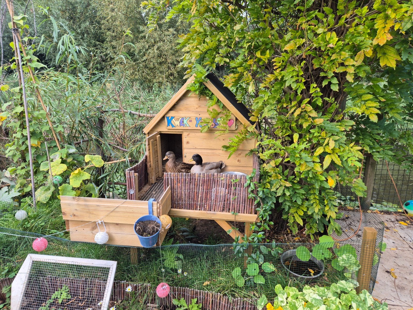 koppel Hollandse Kwakers, Meerdere dieren, Eend