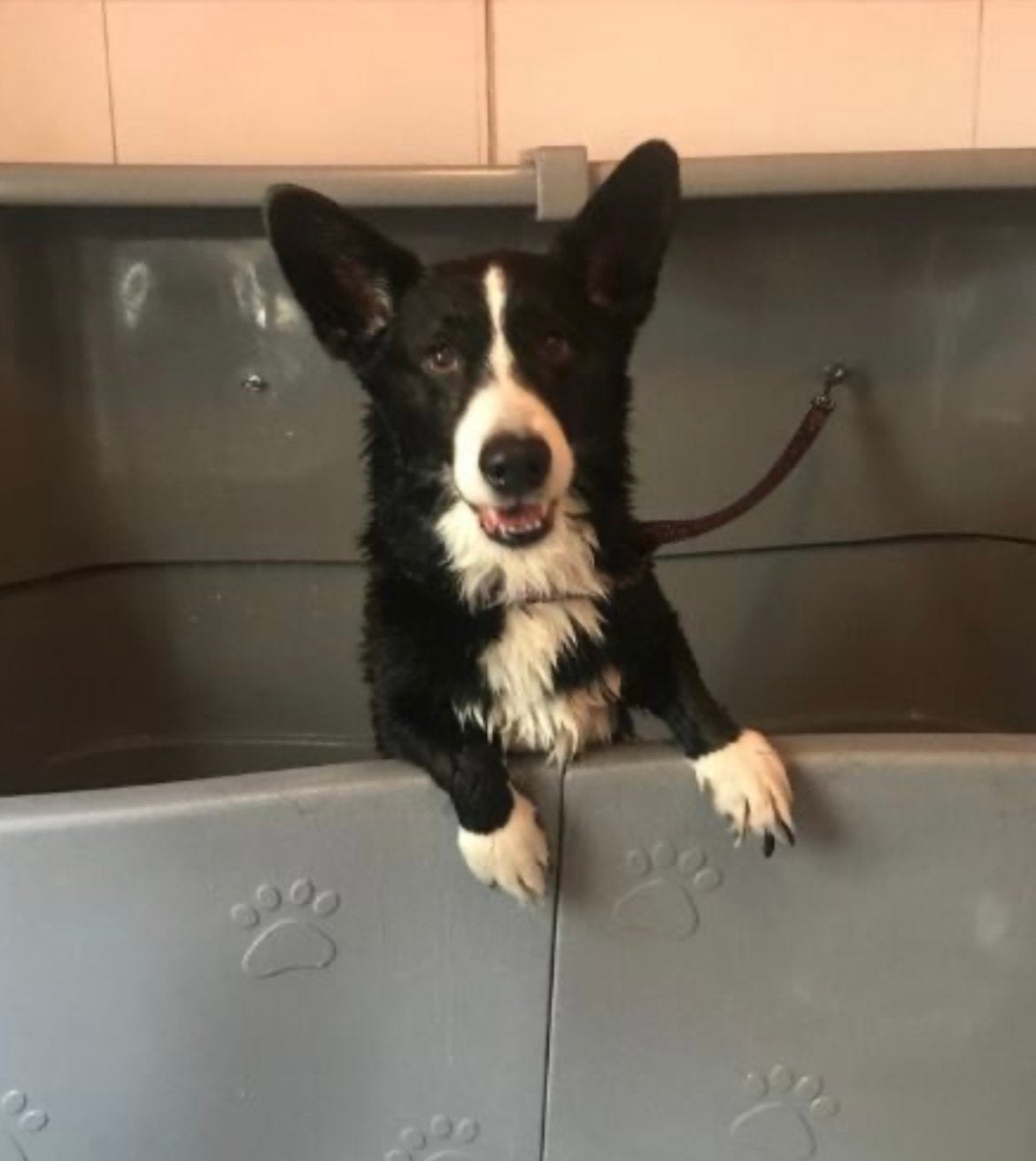Trimcursus leer jouw eigen hond trimmen., Ophalen, Nieuw, Nvt, Nvt