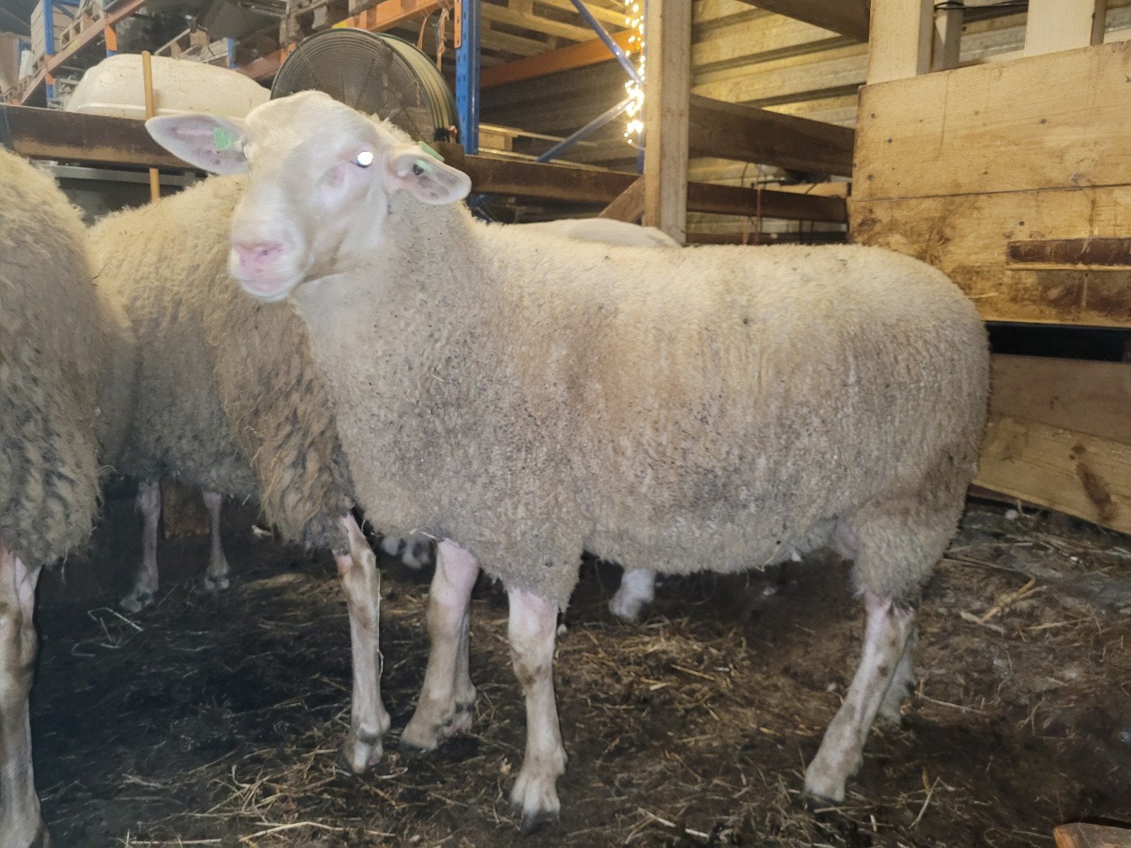 Dekram, Dieren en Toebehoren, Schapen, Geiten en Varkens, Mannelijk, Schaap
