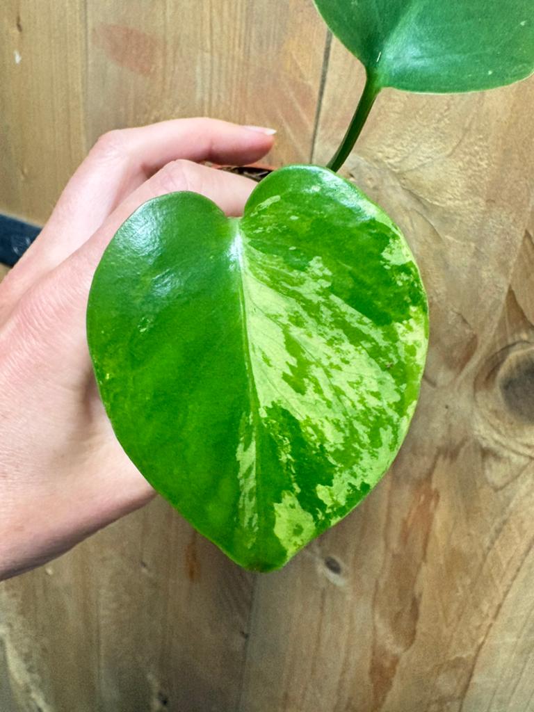 Monstera deliciosa variegata plant mint lemon aurea lime, Huis en Inrichting, Kamerplanten, Ophalen of Verzenden, Halfschaduw