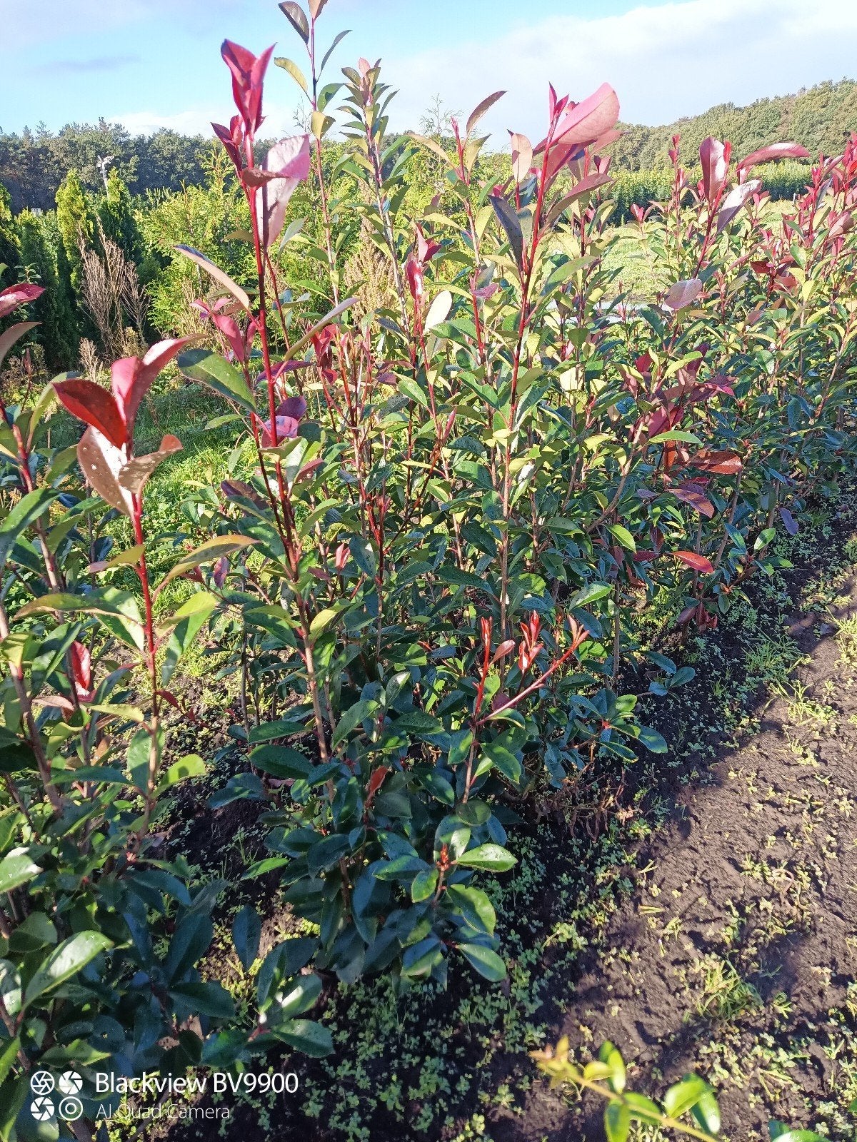 glansmispel photinia Red Robin struiken 60 tot 160cm planten