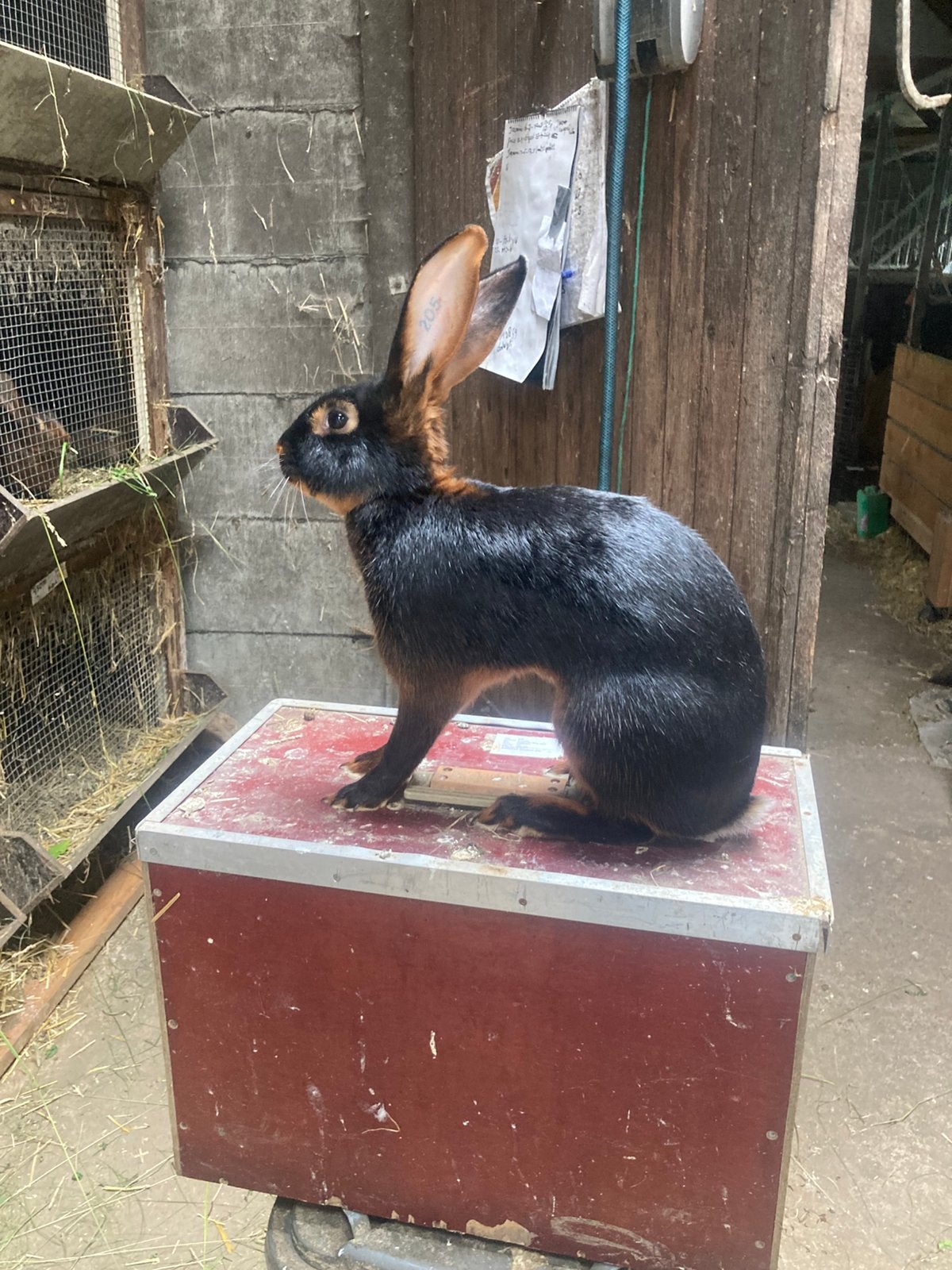 Aangeboden 20tal Belgische Hazen, Dieren en Toebehoren, Konijnen, Meerdere dieren, Groot