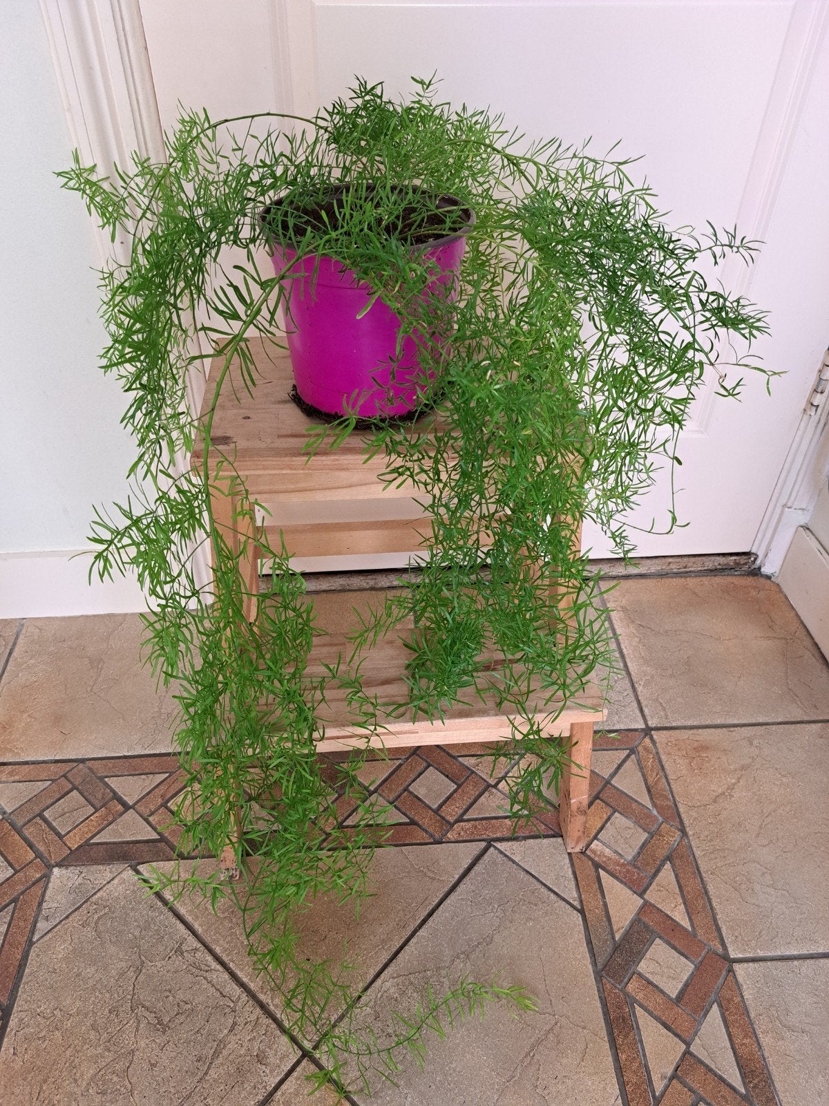 Zeer grote hangplant, asparagus, Ophalen, Zo goed als nieuw, Hout