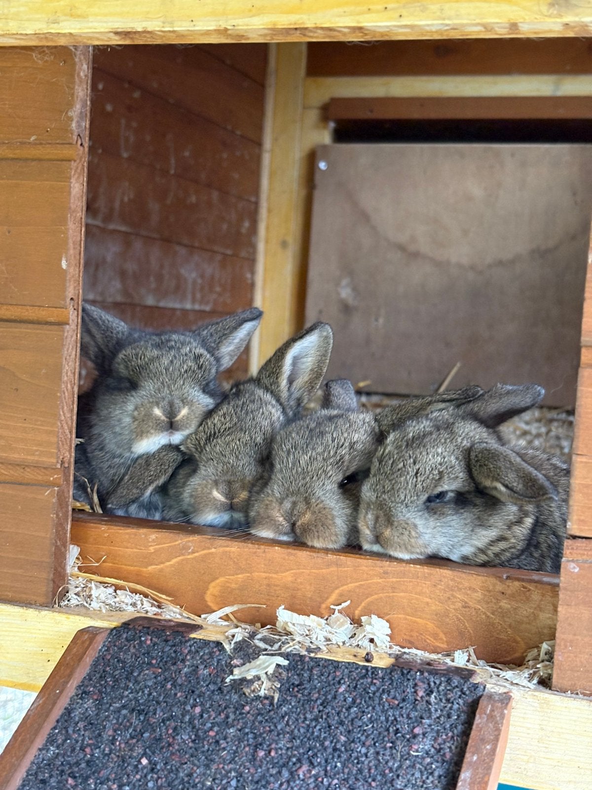 Lieve dwerg hangoor konijntjes, Dieren en Toebehoren, Konijnen, Meerdere dieren, Dwerg, Hangoor