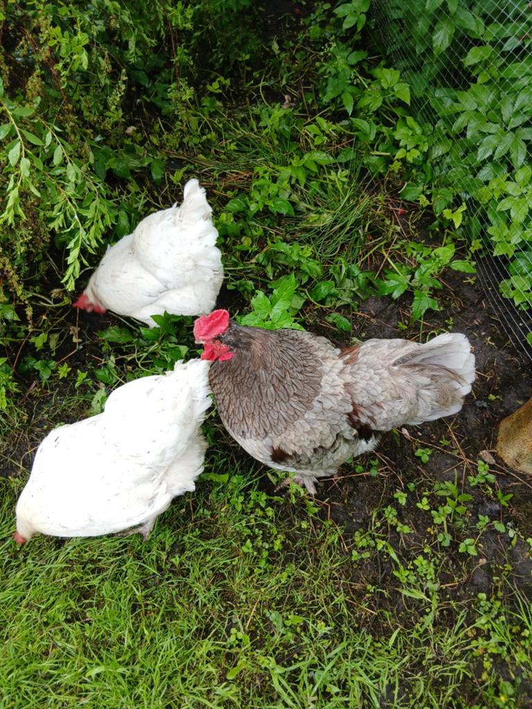 Haan met twee witte leghennen kippen grote eieren, Dieren en Toebehoren, Pluimvee, Meerdere dieren, Kip