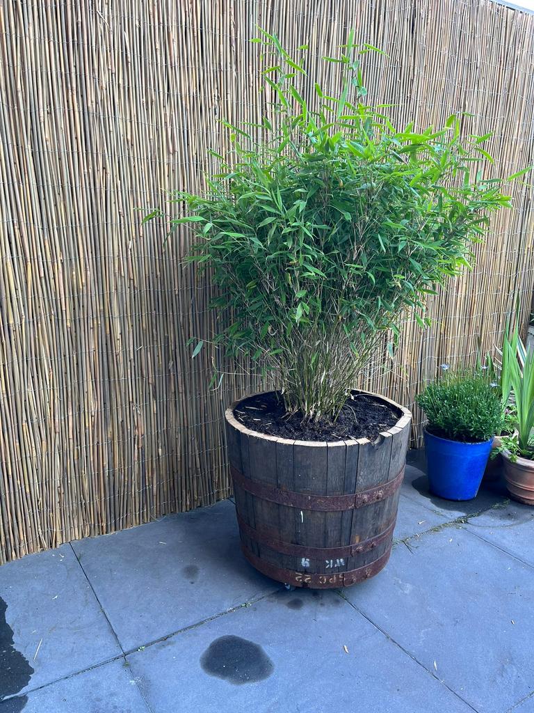 Bloembak eikenhout half whisky/wijnvat palmboom  vijgenboom