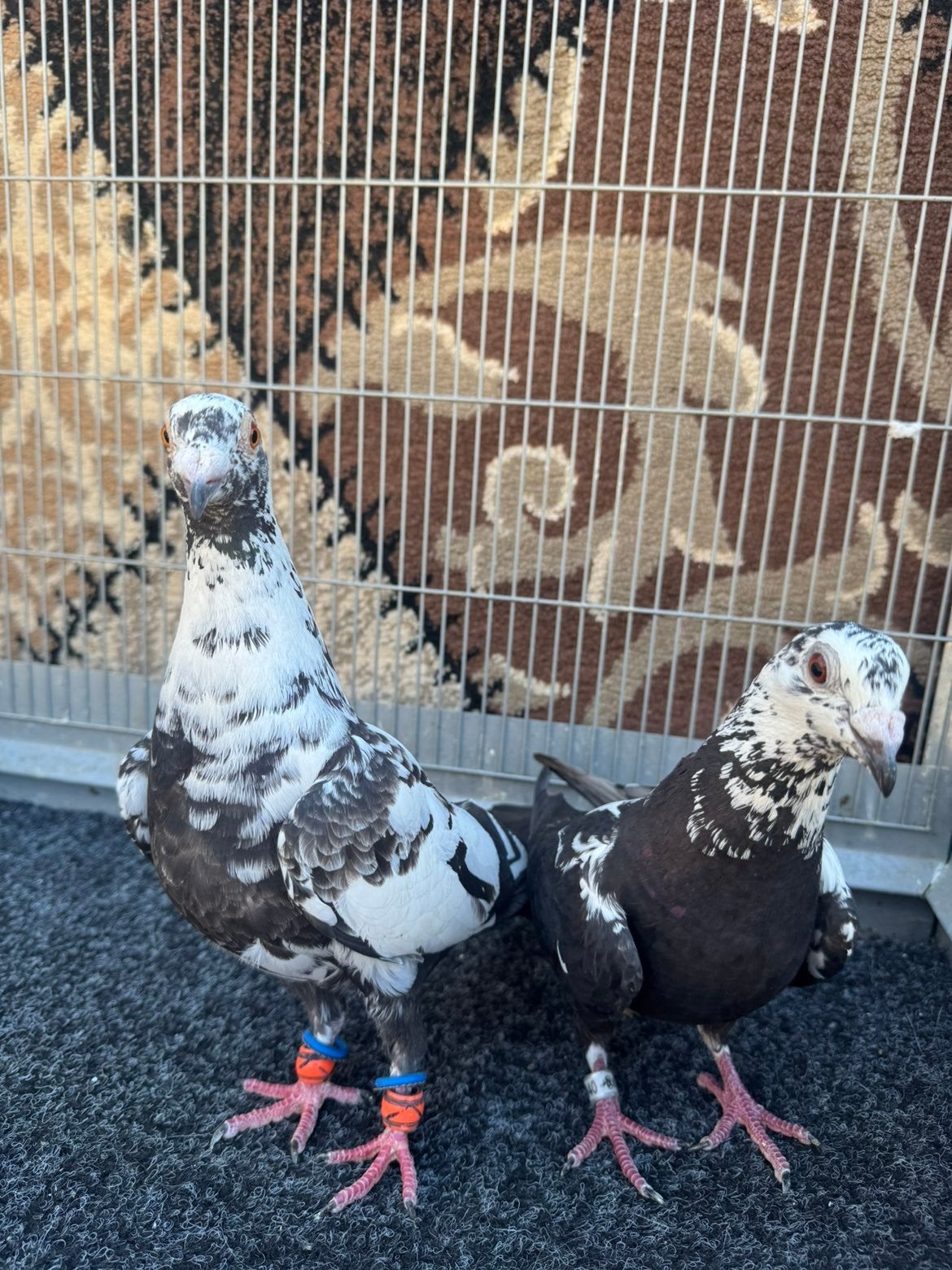 een mooie koppel kleur postduiven, Dieren en Toebehoren, Vogels | Duiven