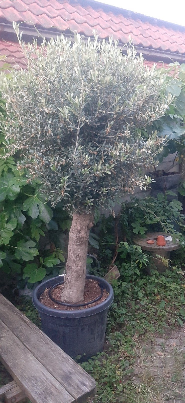 Mooie oude olijfboom, 100 tot 250 cm, Olijfboom, Zomer, Ophalen