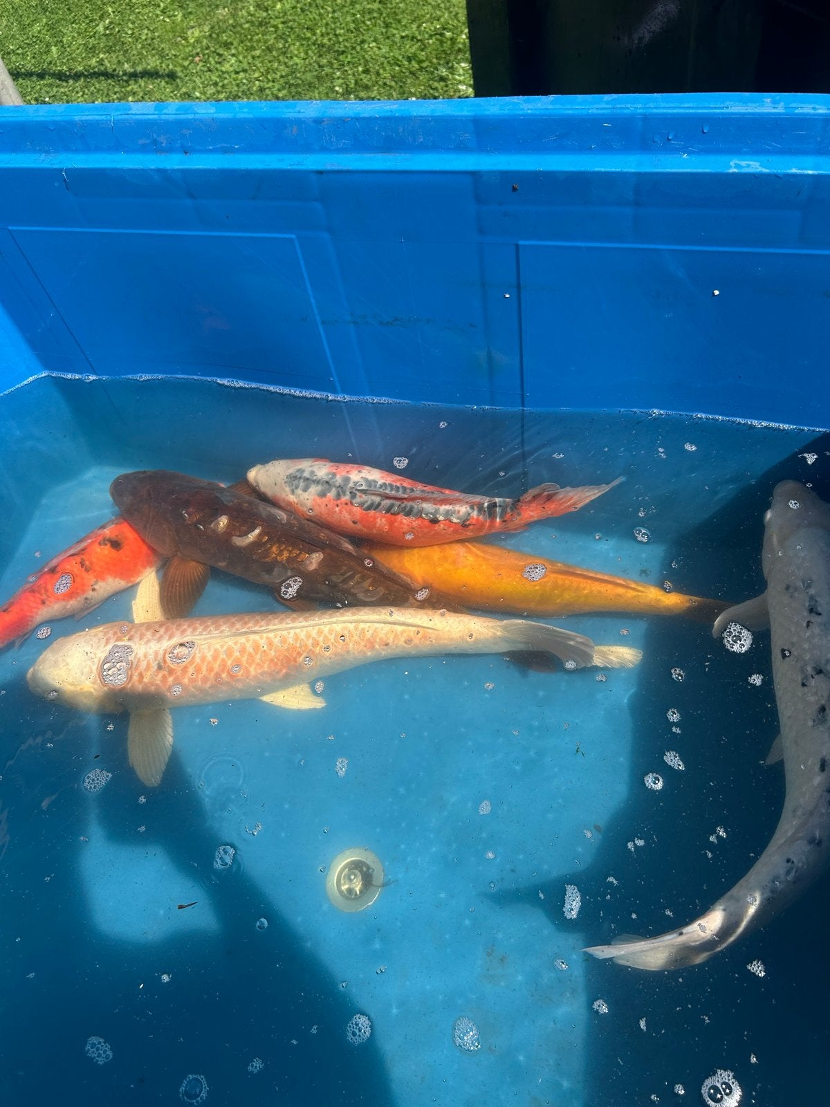 6 kois te koop, Karper of Koi