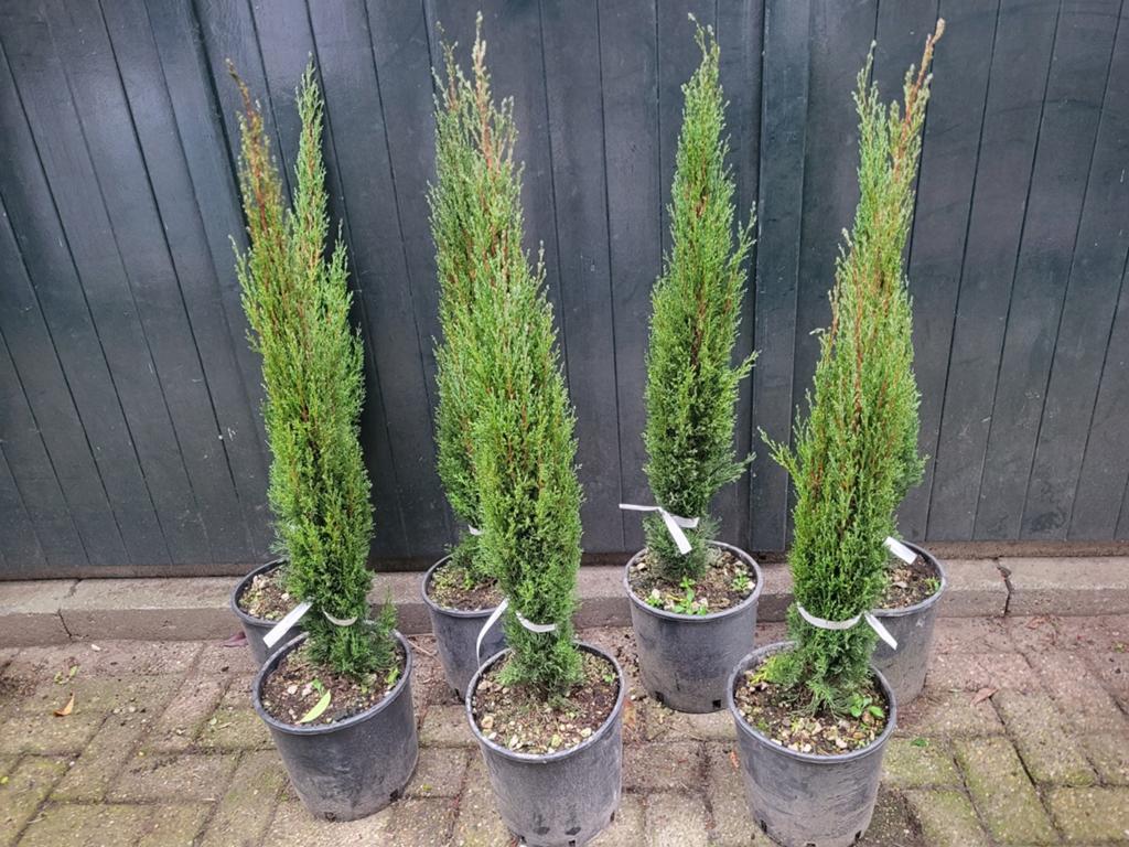 Cupressus sempervirens, Ophalen of Verzenden