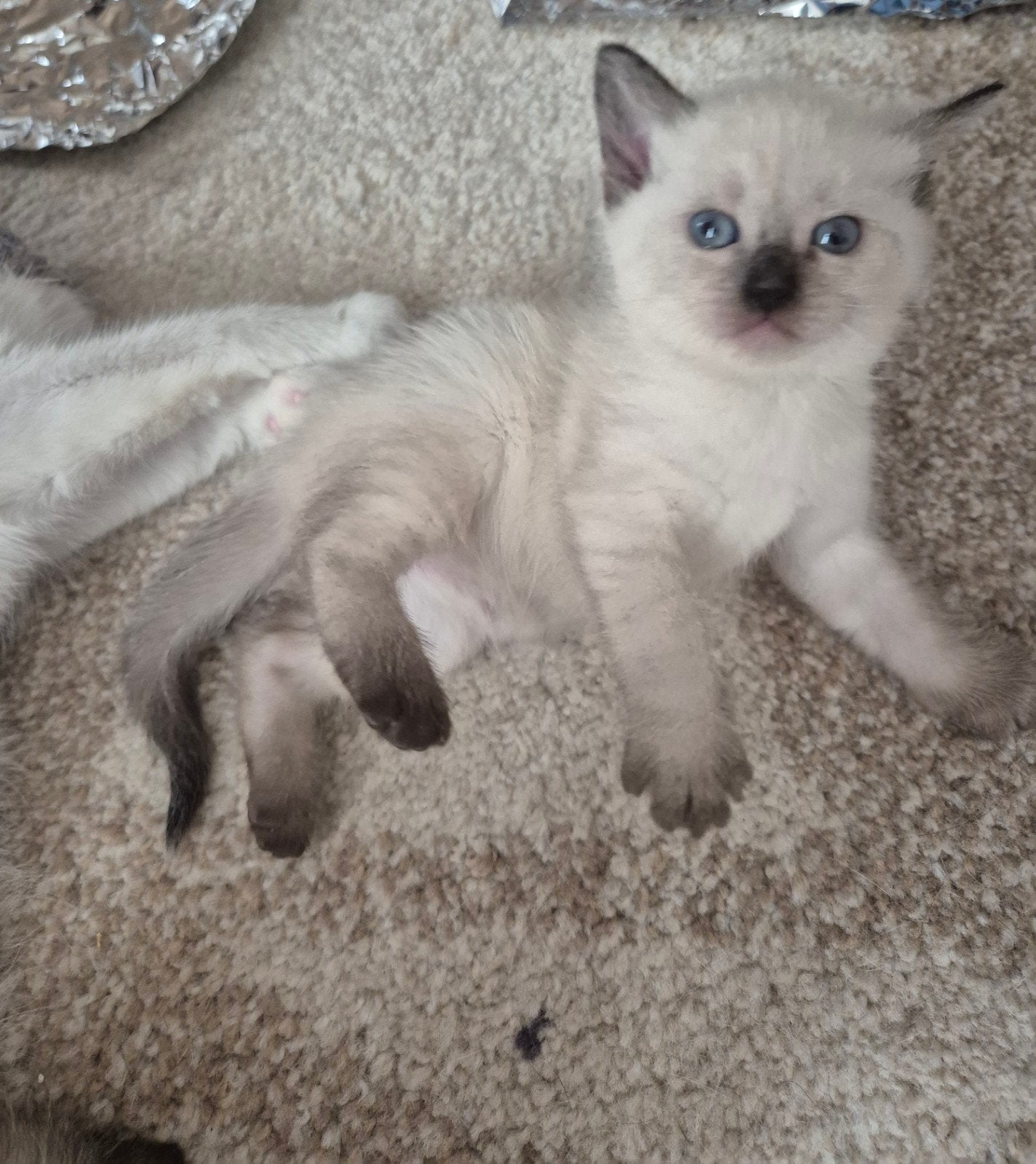 Siamese kitten, Meerdere dieren
