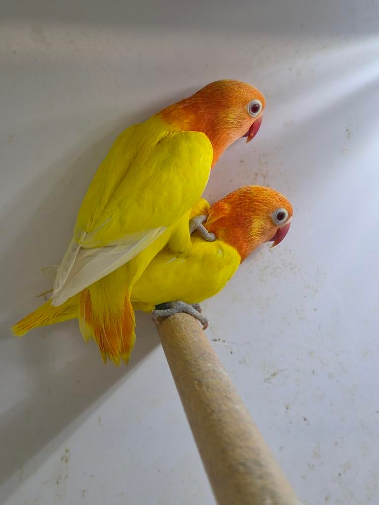 Fischeri agapornis lutino opaline, Dieren en Toebehoren, Meerdere dieren, Dwergpapegaai of Agapornis, Geringd