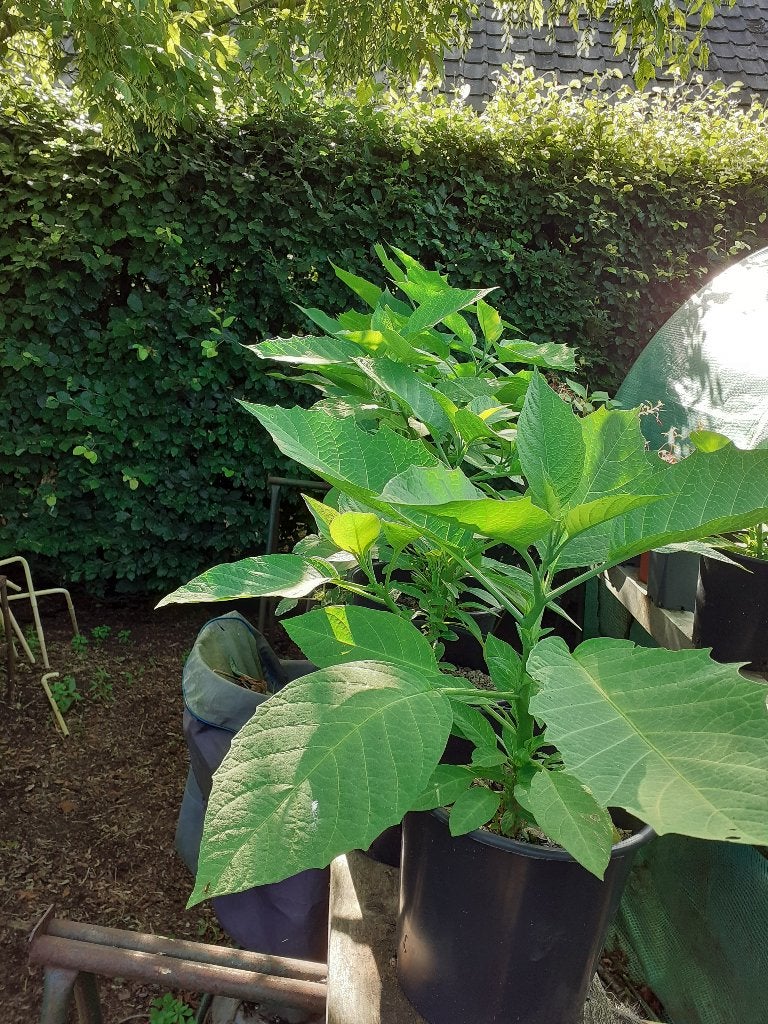 brugmansia (datura), Volle zon, Vaste plant, Zomer, Ophalen