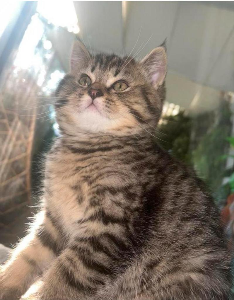 Britse korthaar ouder (stamboom), Dieren en Toebehoren, Katten en Kittens | Raskatten | Korthaar, Kater