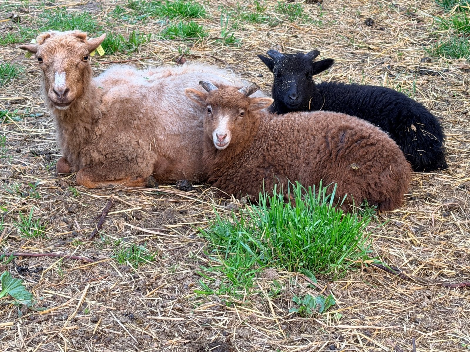2 Skudde rammen te koop, Dieren en Toebehoren, Schapen, Geiten en Varkens, Schaap, Mannelijk