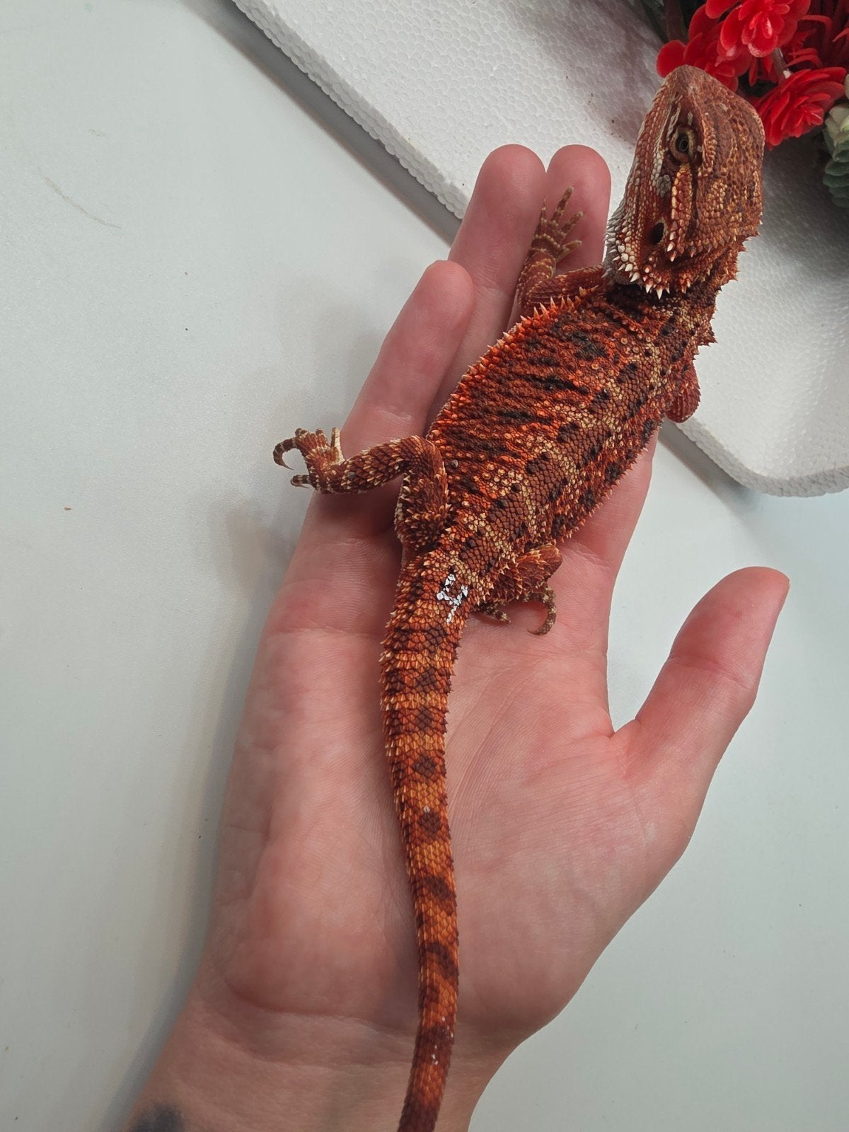 dark red monster, het hypo, vrouw, Dieren en Toebehoren, Hagedis, 0 tot 2 jaar