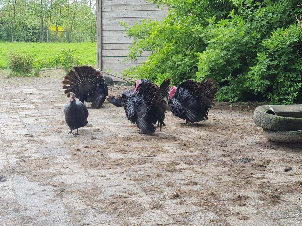 Kalkoen kuikens, Dieren en Toebehoren, Pluimvee, Geslacht onbekend, Kalkoen