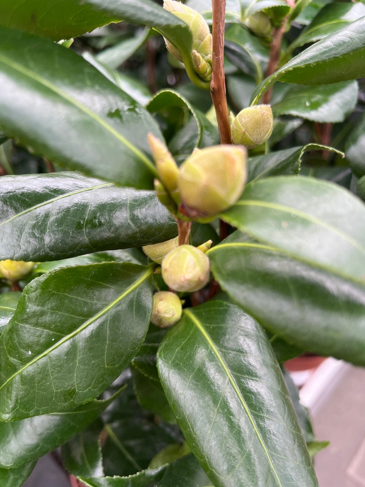 Camellia Jap. 'Brushfield's Yellow' - Prachtige Camelia, Overige soorten, Vaste plant, Ophalen of Verzenden, Halfschaduw